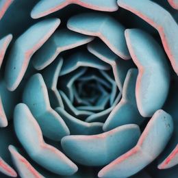 Small succulents